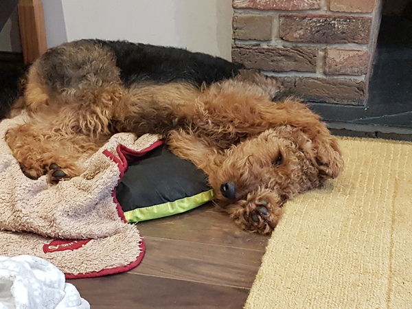 Sproodle vs Airedale