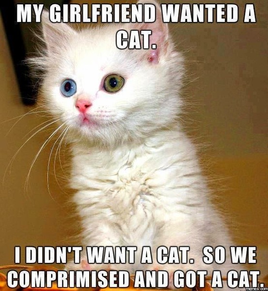 (light hearted -ish) about DH and my cat collection