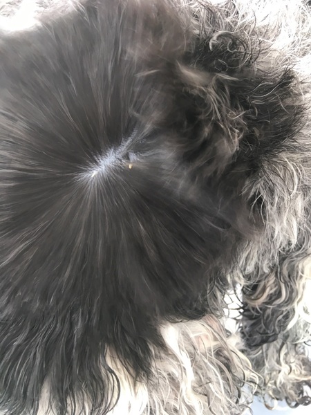 The groomer found these on my dog