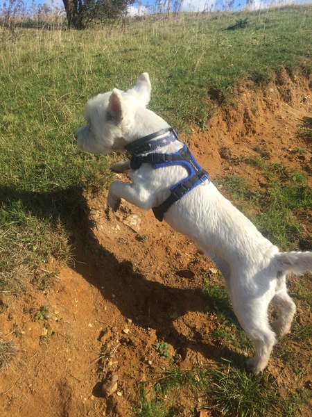 Perfect fit harness, are they worth it?