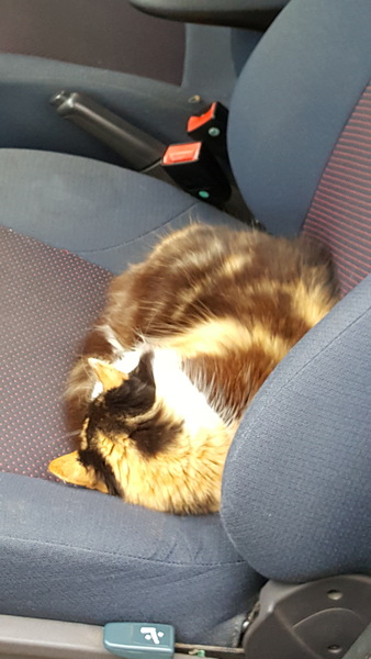 What's your DCat up to today? Episode 6, Return of the... Cats?