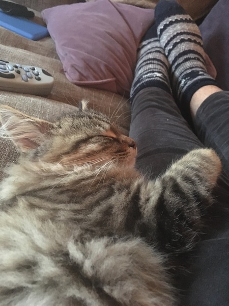 Does having a cat make you lazy?
