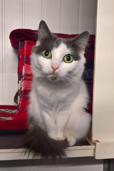 New addition to our family (includes photo)