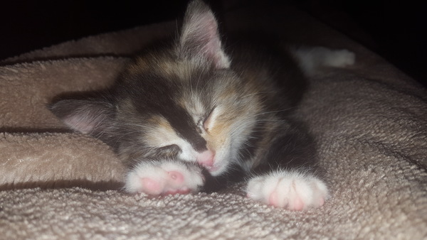 Boy or girl cat?