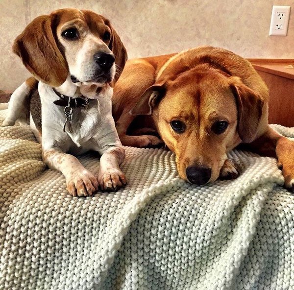 Yes, it’s another Meghan thread... AIBU to think that it’s really disappointing that she left her dog behind?