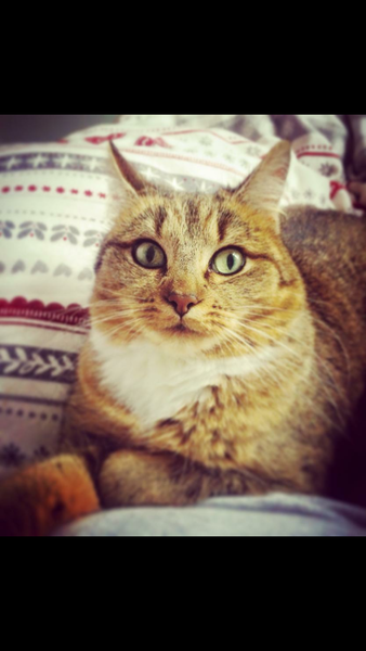 I'm thinking of getting a Maine coon. Would love to hear your experience.