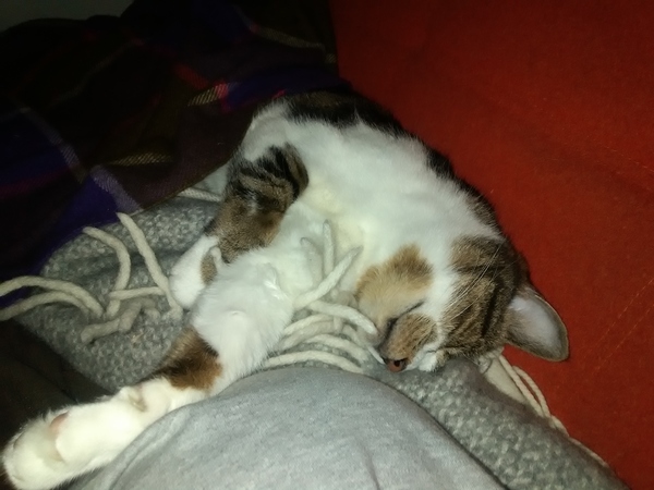 What's your DCat up to today? Episode 6, Return of the... Cats?