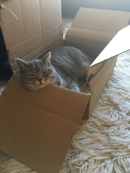 Cat stopped going outside