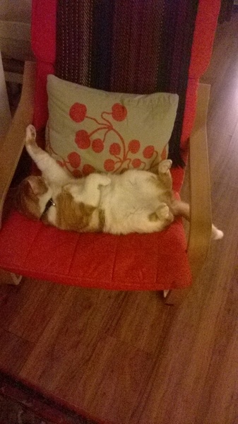 can anyone give this sweet little girl a new home?