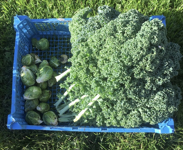 Allotment/Veg patch thread 11 'We bid  farewell to rainbow leaves but will keep plotting along'
