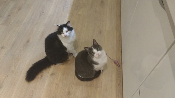 What's your DCat up to today? Episode 6, Return of the... Cats?