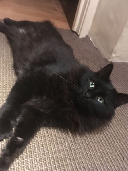 What's your DCat up to today? Episode 6, Return of the... Cats?