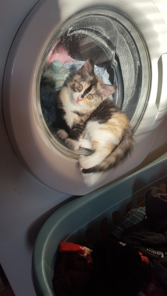 What's your DCat up to today? Episode 6, Return of the... Cats?
