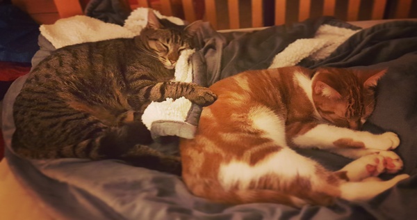 What's your DCat up to today? Episode 6, Return of the... Cats?