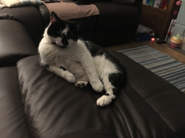 Pawsitive thoughts for Fattycat's heart scan tomorrow.