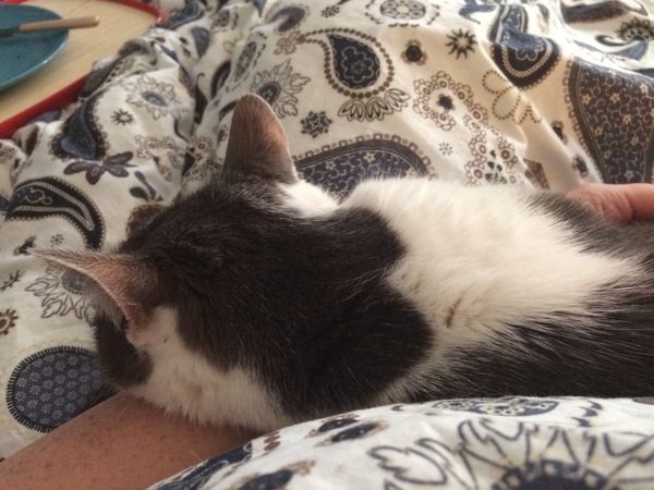 What's your DCat up to today? Episode 6, Return of the... Cats?