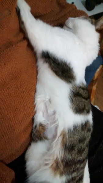 Worried - cat not perking up after dental
