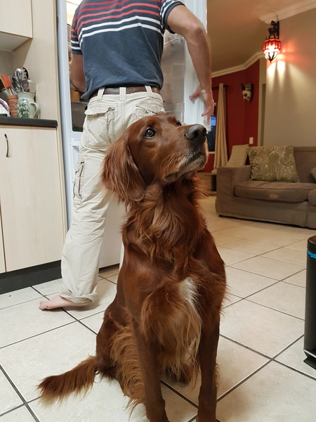 Would you recommend your dog breed to anyone?