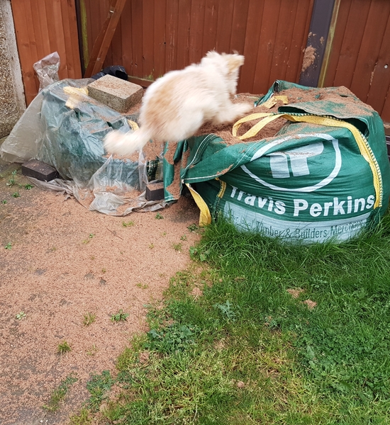 Puppy Survival thread part 4