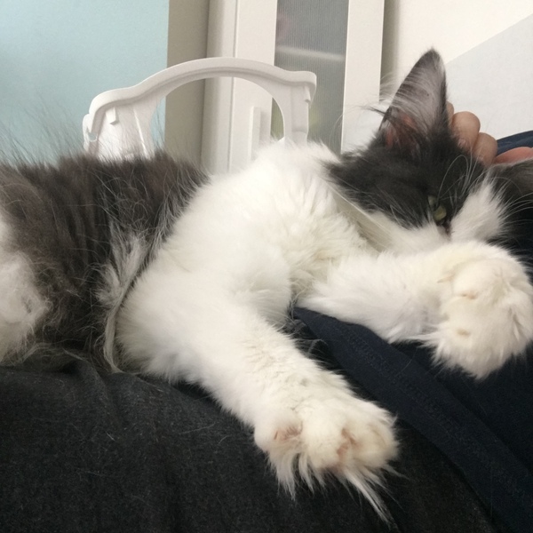 Maine Coons