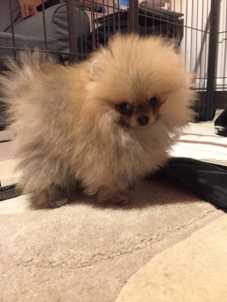Puppy Survival Thread Part 5!