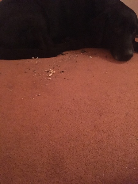 What has your dog achieved today
