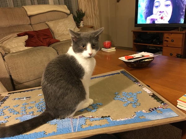 What's your DCat up to today? Episode 6, Return of the... Cats?