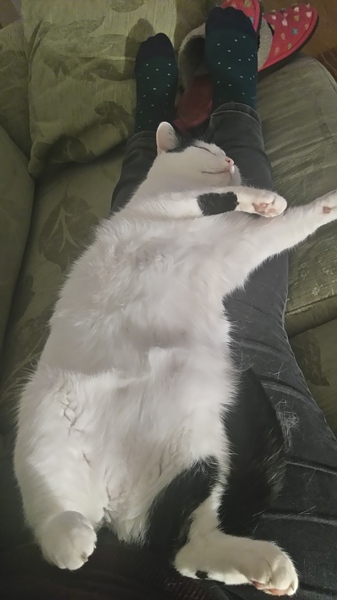 To not want the cat on my lap?