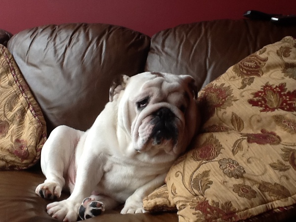 Not to understand why anyone could choose to have those ugly looking dogs?