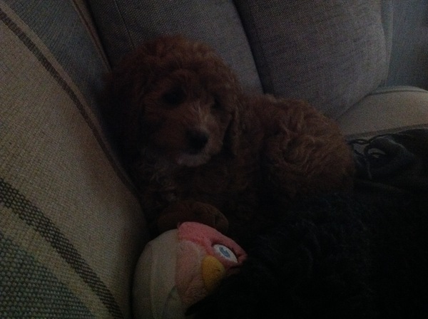 My pup is embarrassed by his behaviour