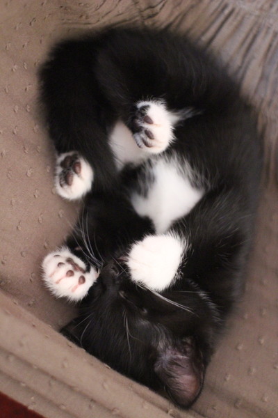 How has your cat changed?