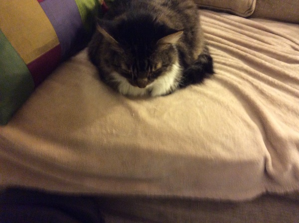 The Life Of Heidi! Adventures of a Durham kitty in Devon.