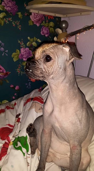Would you recommend your dog breed to anyone?