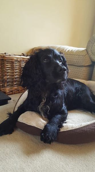 Would you recommend your dog breed to anyone?