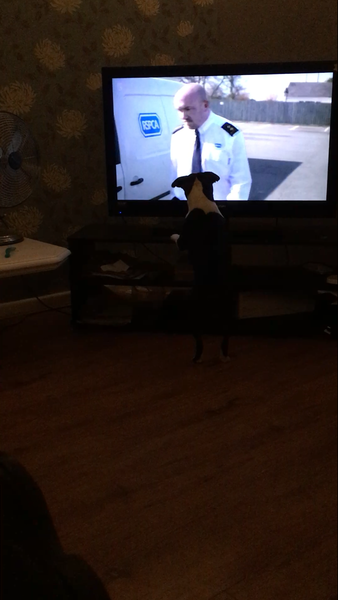 Does anyone else's dog watch TV?