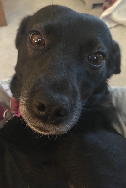 Spayed bitch in heat again