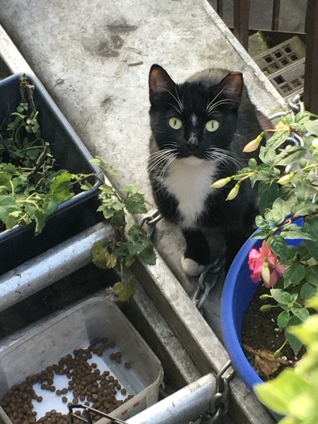 What's your DCat up to today? Episode 6, Return of the... Cats?