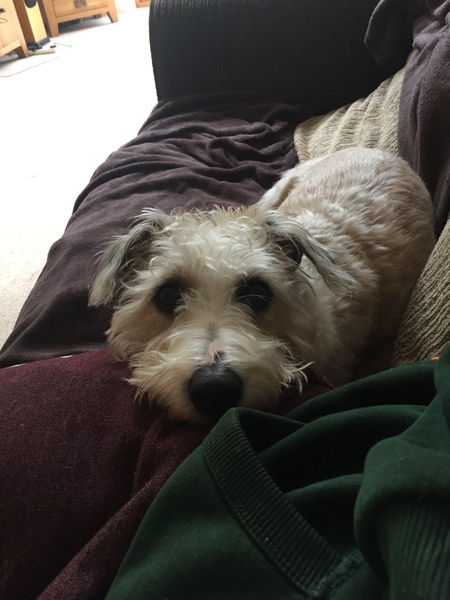What dog is this?