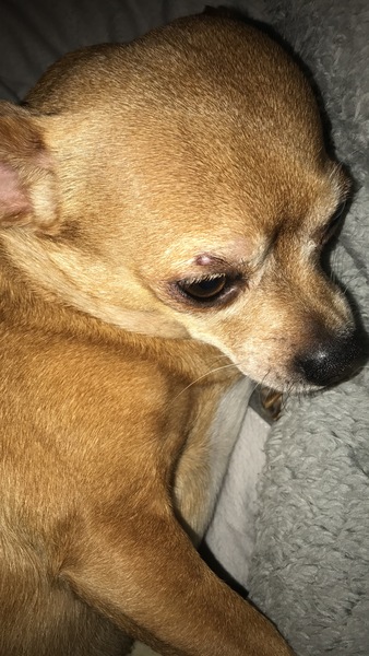 What's this on my dogs eye