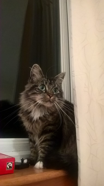 I'm thinking of getting a Maine coon. Would love to hear your experience.