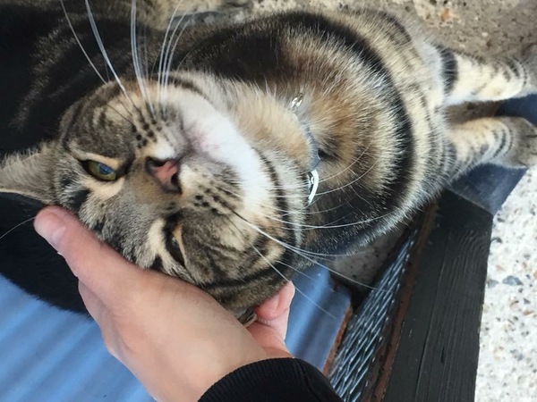 What's your DCat up to today? Episode 6, Return of the... Cats?