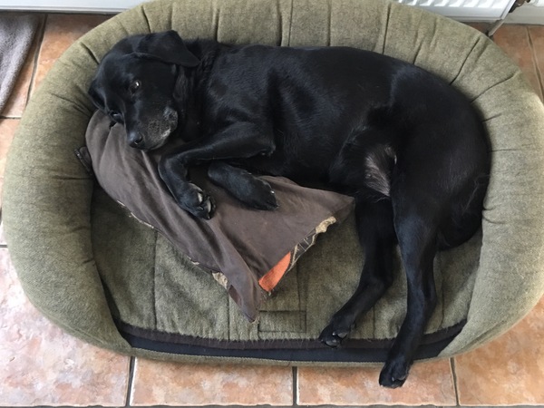 Help me plan next puppy!