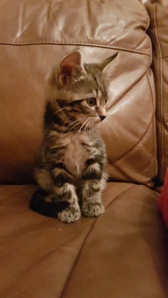 My new little fella