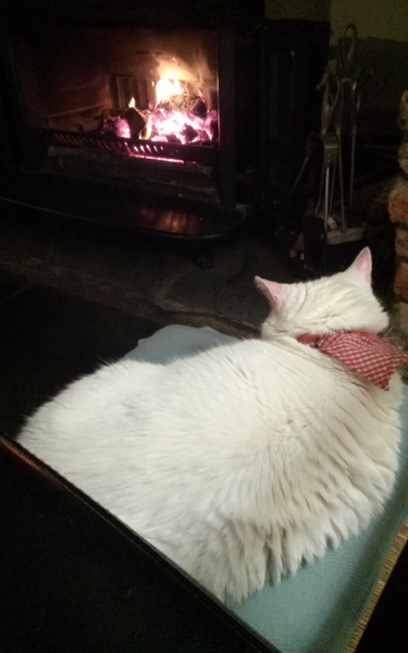 Does having a cat make you lazy?