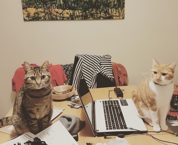 What's your DCat up to today? Episode 6, Return of the... Cats?