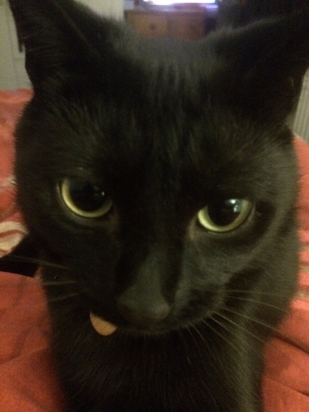 What's your DCat up to today? Episode 6, Return of the... Cats?