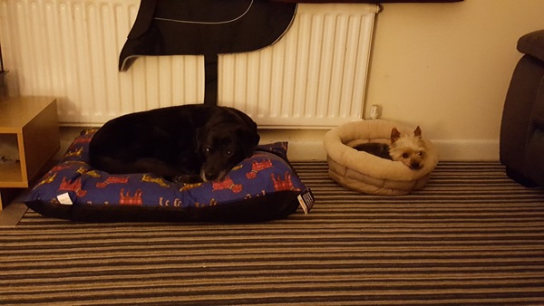 Inheriting a dog
