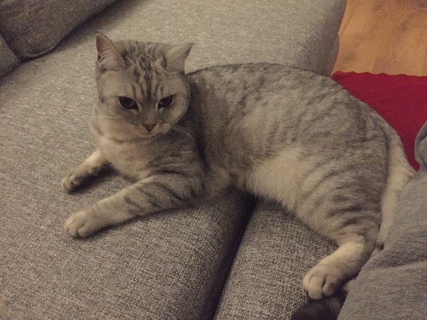 Cat stopped going outside