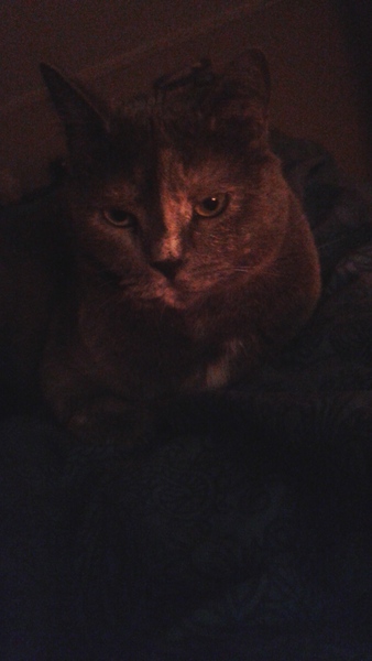 Swagger Inn 151: The One Where Wenches Are Blindfolded And Don’t Use Their Hands ..... Practising Bobbing For Apples Of Course <ahem>