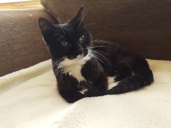 Please can we have a thread for cats no longer with us?